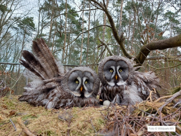 Bartkauz Nachwuchs 2022 Wildpark-MV